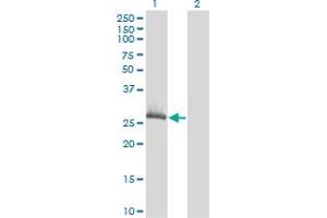 Western Blot analysis of CLIC1 expression in transfected 293T cell line by CLIC1 monoclonal antibody (M02), clone 3F9. (CLIC1 anticorps  (AA 1-241))