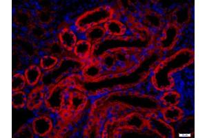 Paraformaldehyde-fixed, paraffin embedded rat kidney, Antigen retrieval by boiling in sodium citrate buffer (pH6.