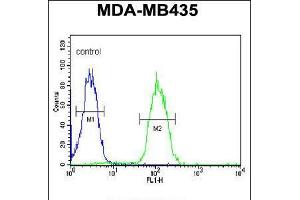 Flow cytometric analysis of MDA-MB435 cells (right histogram) compared to a negative control cell (left histogram). (DHRS7 anticorps  (N-Term))