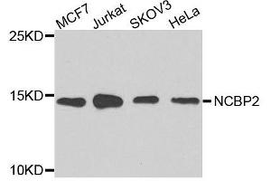 Western blot analysis of extracts of various cell lines, using NCBP2 antibody. (NCBP2 anticorps  (AA 1-156))