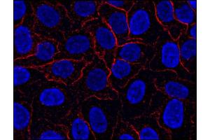 Immunofluorescence staining of AHNAK1 in HeLa cell line using anti-AHNAK1 (; red).