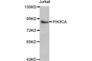 Western blot analysis of Jurkat cell lines, using PIK3CA antibody. (PIK3CA anticorps)