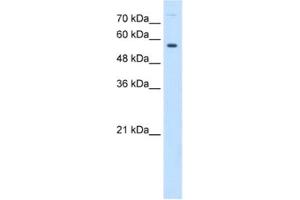 Western Blotting (WB) image for anti-Butyrophilin, Subfamily 1, Member A1 (BTN1A1) antibody (ABIN2462832) (BTN1A1 anticorps)