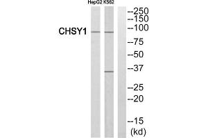 Western blot analysis of extracts from HepG2 cells and K562 cells, using CHSY1 antibody. (CHSY1 anticorps  (Internal Region))