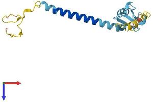 AlphaFold protein structure predicition of Mouse Recombinant Rnf122 Protein, UniprotID Q8BP31