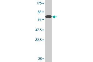 Western Blot detection against Immunogen (74.