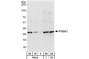 Western Blotting (WB) image for anti-Proteasome Subunit Alpha Type 3 (PSMA3) (AA 205-255) antibody (ABIN7453169)