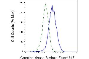 Validation of Creatine kinase B knockdown using flow cytometry. (Recombinant CKB anticorps)