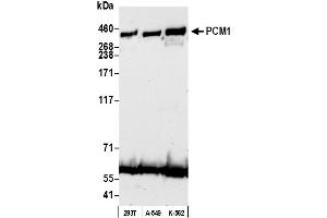 anti-Pericentriolar Material 1 (PCM1) (AA 1925-1975) antibody
