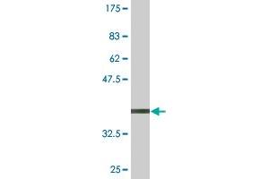 Western Blot detection against Immunogen (36.