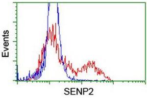 Image no. 2 for anti-SUMO1/sentrin/SMT3 Specific Peptidase 2 (SENP2) (AA 139-523) antibody (ABIN1490924) (SENP2 anticorps  (AA 139-523))