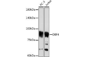 Western blot analysis of extracts of various cell lines, using DBF4 Rabbit mAb (ABIN7266677) at 1:1000 dilution. (DBF4 anticorps)