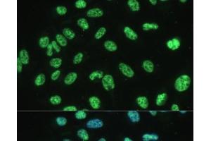 Immunofluorescence analysis of U-2 OS cells using ALYREF Polyclonal Antibody at dilution of 1:100 (40x lens).