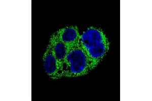 Confocal immunofluorescent analysis of ACR Antibody (C-term) (ABIN654069 and ABIN2843966) with HepG2 cell followed by Alexa Fluor® 488-conjugated goat anti-rabbit lgG (green).