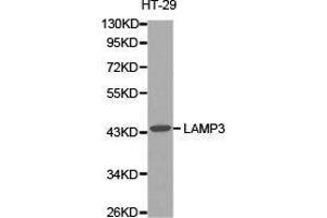 Western Blotting (WB) image for anti-Lysosomal-Associated Membrane Protein 3 (LAMP3) antibody (ABIN1873506)