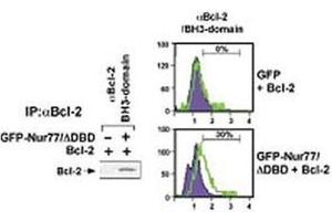 (Left) HEK293 cells transfected with a plasmid coding for a DNA-binding domain-deleted construct of Nur77 (GFP-Nur77/dDBD) by using NSJ# F42666 Bcl-2 antibody for IP and a different Bcl-2 antibody for WB.
