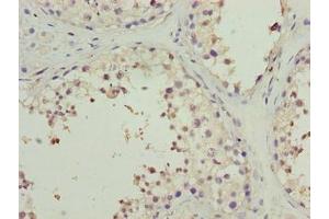 Immunohistochemistry of paraffin-embedded human testis tissue using ABIN7165927 at dilution of 1:100