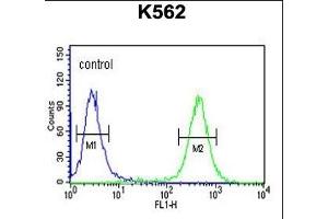ATP4B Antibody (N-term) (ABIN651374 and ABIN2840208) flow cytometric analysis of K562 cells (right histogram) compared to a negative control cell (left histogram). (ATP4b anticorps  (N-Term))