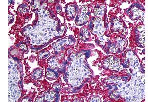 Anti-CD46 antibody IHC of human placenta. (CD46 anticorps)