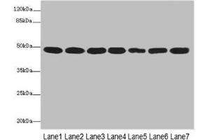 Western blot All lanes: COPS3 antibody at 3. (COPS3 anticorps  (AA 194-423))