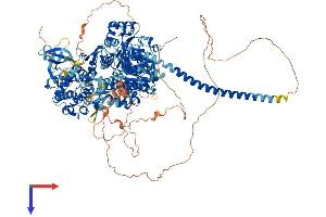 AlphaFold protein structure predicition of Human Recombinant MYO3B Protein, UniprotID Q8WXR4