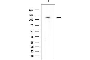 anti-Serrate RNA Effector Molecule Homolog (SRRT) antibody