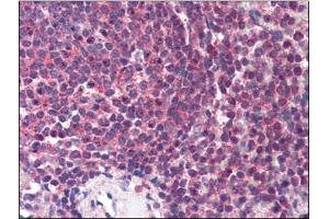 Human Spleen (formalin-fixed, paraffin-embedded) stained with HNF4Aat 2 µg/ml followed by biotinylated anti-goat IgG secondary antibody, alkaline phosphatase-streptavidin and chromogen. (HNF4A anticorps  (N-Term))