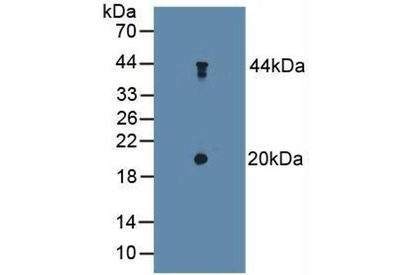 TSC22D3 Antikörper  (AA 1-134)