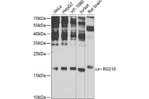 Western blot analysis of extracts of various cell lines, using RGS10 antibody (ABIN6131984, ABIN6146912, ABIN6146913 and ABIN6225281) at 1:1000 dilution.