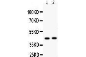Anti- E2F4 antibody, Western blotting All lanes: Anti E2F4  at 0. (E2F4 anticorps  (Middle Region))
