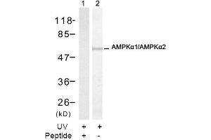 Image no. 2 for anti-Protein Kinase, AMP-Activated, alpha 1 Catalytic Subunit (PRKAA1) (Thr174) antibody (ABIN197410)