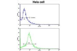 Flow Cytometry (FACS) image for anti-Eukaryotic Translation Initiation Factor 3 Subunit H (EIF3H) antibody (ABIN3002723)