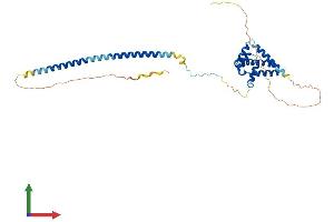 AlphaFold protein structure predicition of Mouse Recombinant Cdc37l1 Protein, UniprotID Q9CZP7