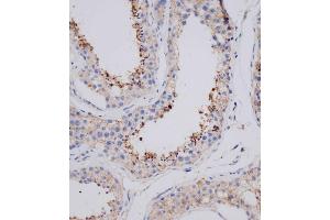 Immunohistochemical analysis of (ABIN655753 and ABIN2845197) on paraffin-embedded human testis tissue was performed on the Leica®BOND RXm. (VSIG8 anticorps  (C-Term))