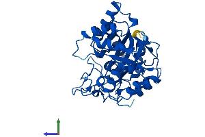 AlphaFold protein structure predicition of Human Recombinant AKR1C4 Protein, UniprotID P17516