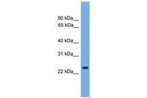 Image no. 1 for anti-FEV (ETS Oncogene Family) (FEV) (AA 35-84) antibody (ABIN6745634) (FEV anticorps  (AA 35-84))