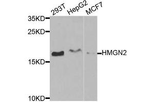 Western blot analysis of extracts of various cell lines, using HMGN2 antibody (ABIN1877142) at 1:1000 dilution. (HMGN2 anticorps)