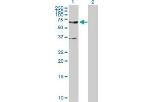 Western Blot analysis of EDEM2 expression in transfected 293T cell line by EDEM2 MaxPab polyclonal antibody.