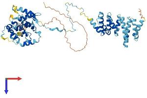 AlphaFold protein structure predicition of Mouse Recombinant Cnot11 Protein, UniprotID Q9CWN7