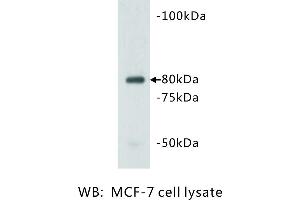 Image no. 1 for anti-Vang-Like 1 (Vangl1) antibody (ABIN1112943) (Vangl1 anticorps)