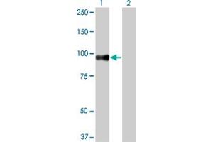 Western Blot analysis of SRPK1 expression in transfected 293T cell line by SRPK1 monoclonal antibody (M03), clone 6G9. (SRPK1 anticorps  (AA 371-470))