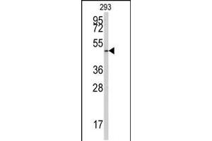 Western blot analysis of anti-E2F1 Antibody (S332) in 293 cell line lysates (35ug/lane) (E2F1 anticorps  (AA 310-344))
