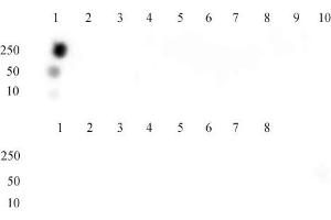 Histone H3 acetyl Lys9 mAb tested by dot blot analysis.