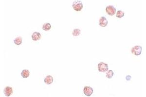 Immunohistochemistry (IHC) image for anti-NLR Family, Pyrin Domain Containing 13 (NLRP13) (N-Term) antibody (ABIN1031468) (NLRP13 anticorps  (N-Term))