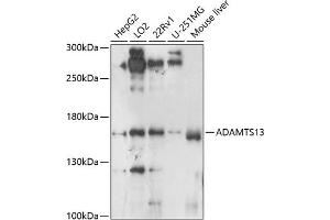 Western blot analysis of extracts of various cell lines, using  antibody (ABIN6129875, ABIN6136541, ABIN6136542 and ABIN6224558) at 1:1000 dilution. (ADAMTS13 anticorps  (AA 1300-1400))
