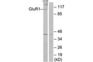 Western blot analysis of extracts from COS7 cells, using GluR1 (Ab-863) Antibody. (Glutamate Receptor 1 anticorps  (AA 829-878))
