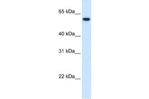 FTCD antibody used at 1.