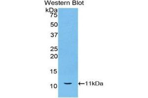 Western Blotting (WB) image for anti-Heat Shock 70kDa Protein 8 (HSPA8) (AA 534-615) antibody (ABIN1078117)