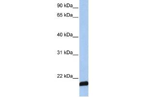 Western Blotting (WB) image for anti-ADP-Ribosylation Factor 6 (ARF6) antibody (ABIN2459781) (ARF6 anticorps)
