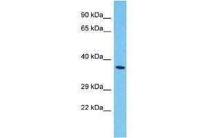 Host:  Rabbit  Target Name:  DNAJC28  Sample Type:  721_B Whole Cell lysates  Antibody Dilution:  1. (DNAJC28 anticorps  (N-Term))